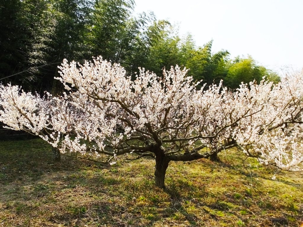 an ume tree with white blossoms