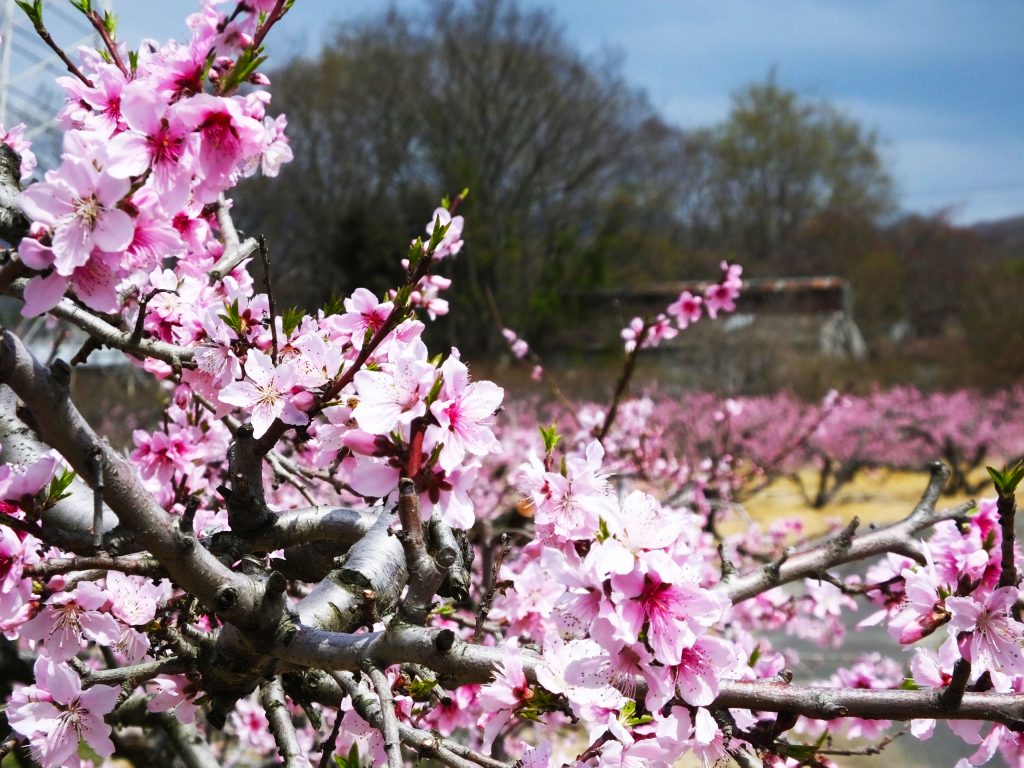 pink ume blossoms