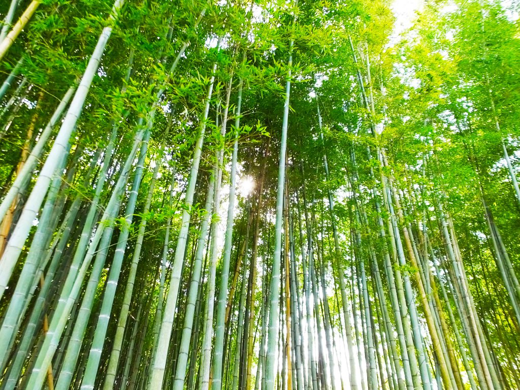 beautiful bamboos