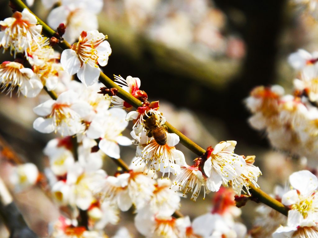 a bee and ume blossoms