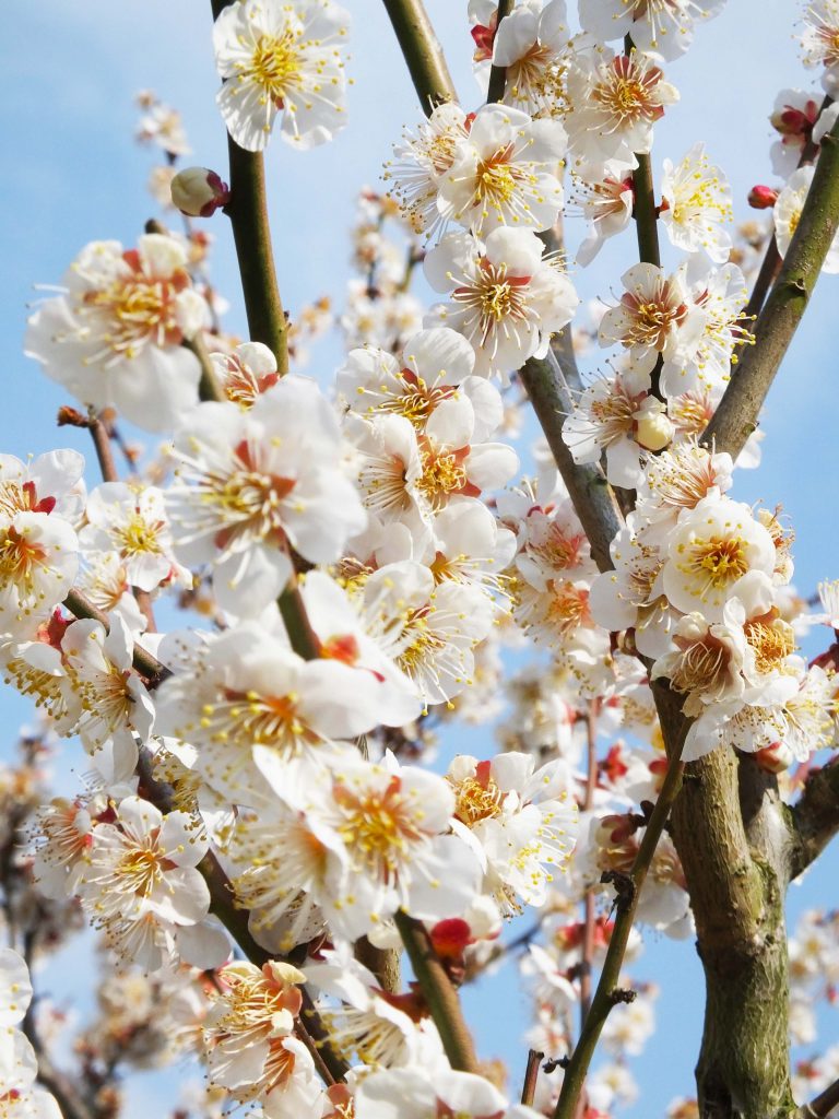 ume blossoms