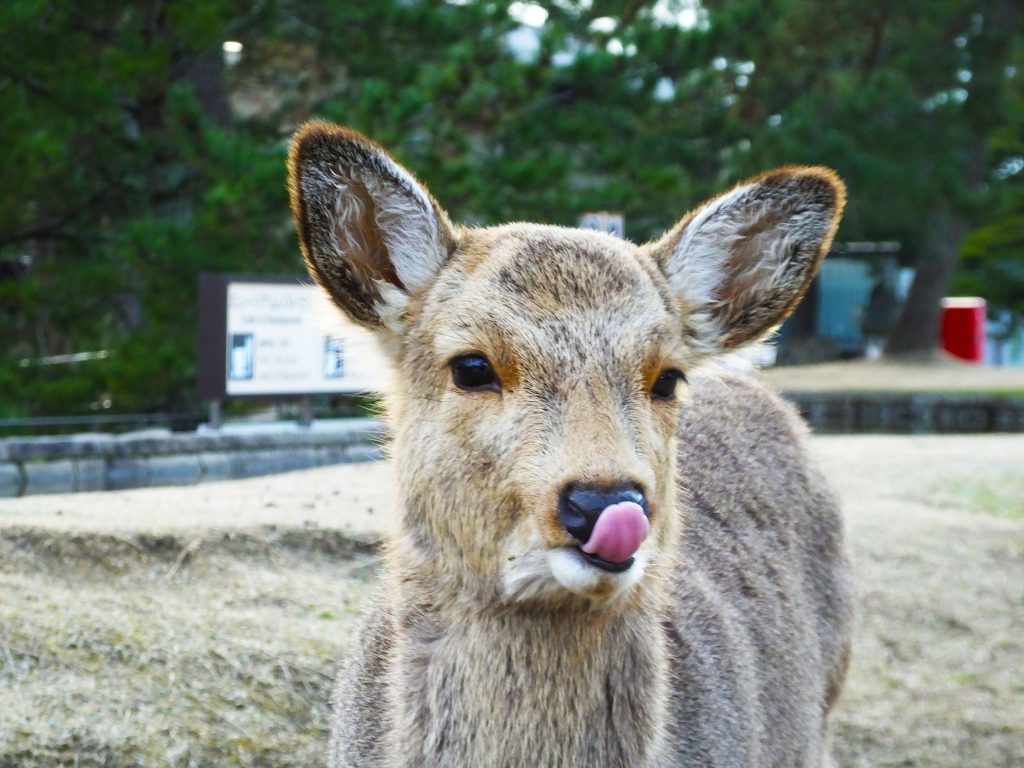 a cute fawn