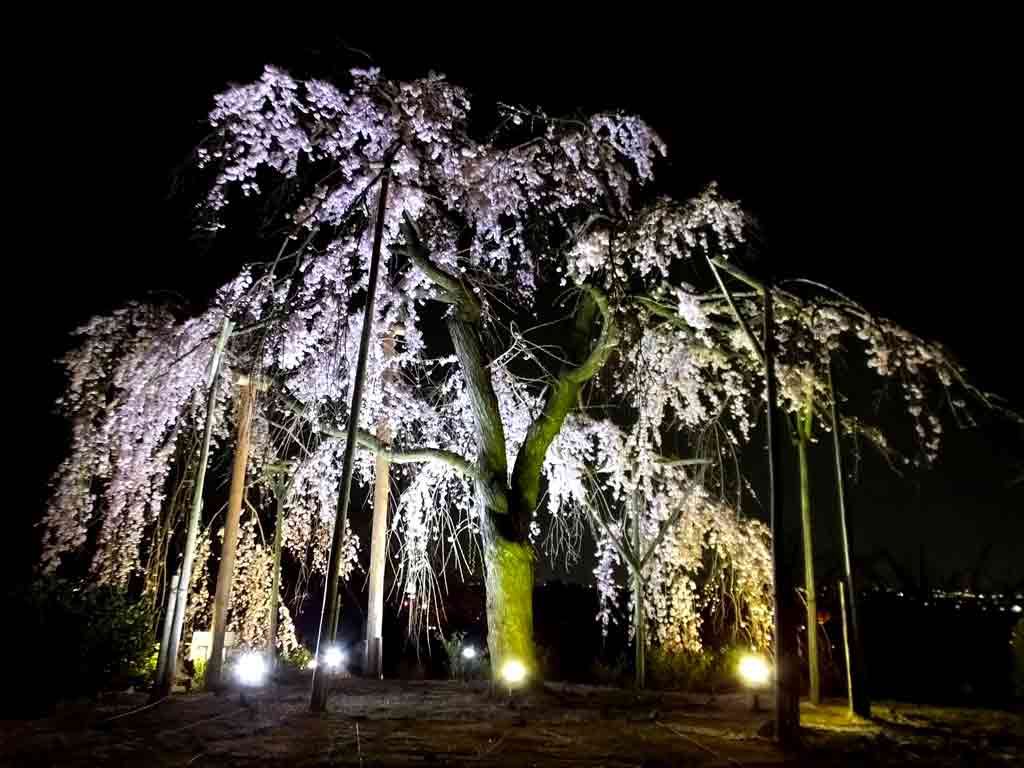 an-illuminated-cherry-tree