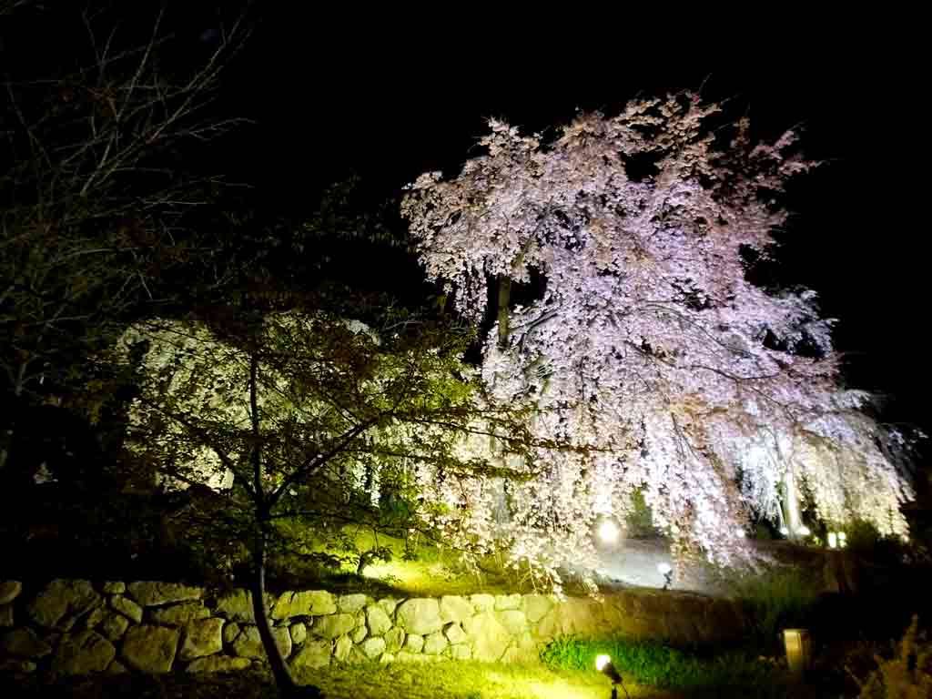 cherry-trees-in-the-night-breeze