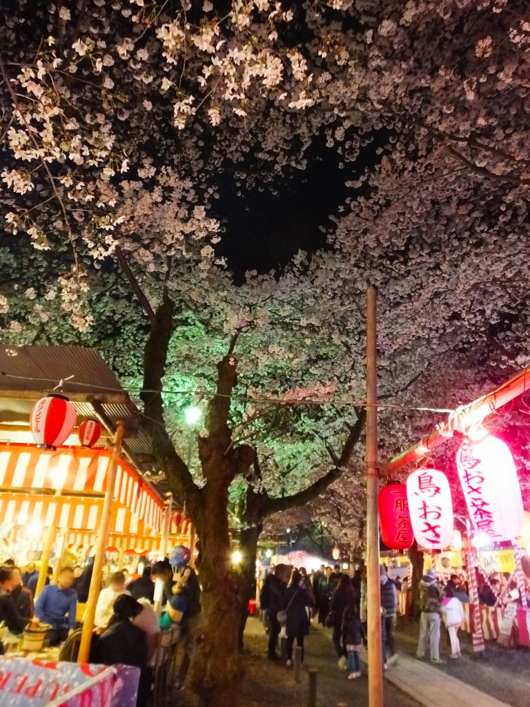 cherry blossoms in full bloom and places to eat and drink