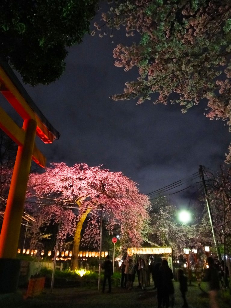 illuminated cherry blossoms in full bloom