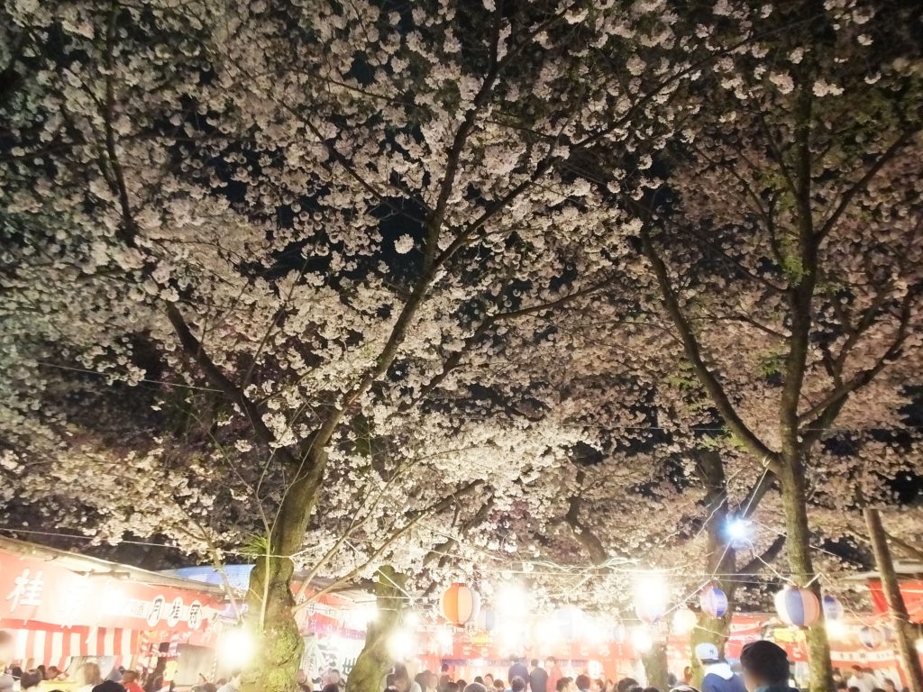 a ceiling of cherry blossoms