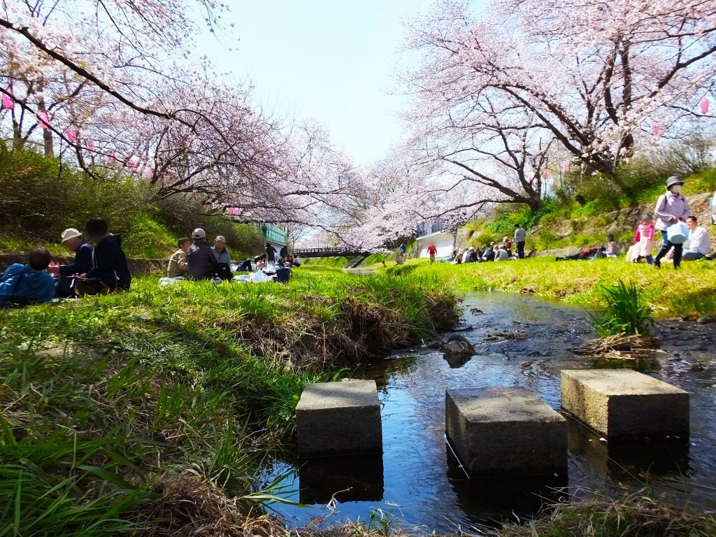 under the cherry trees