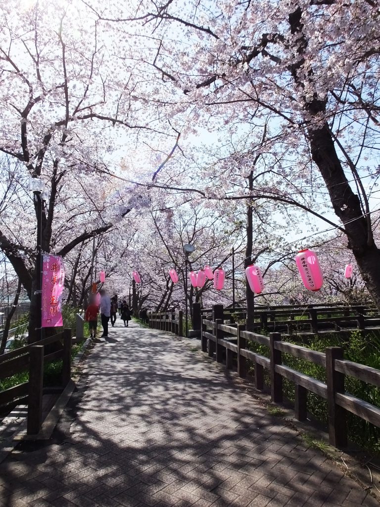 a tunnel of cherry blossoms