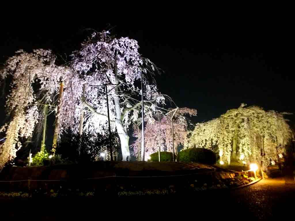 several-kinds-of-cherry-trees