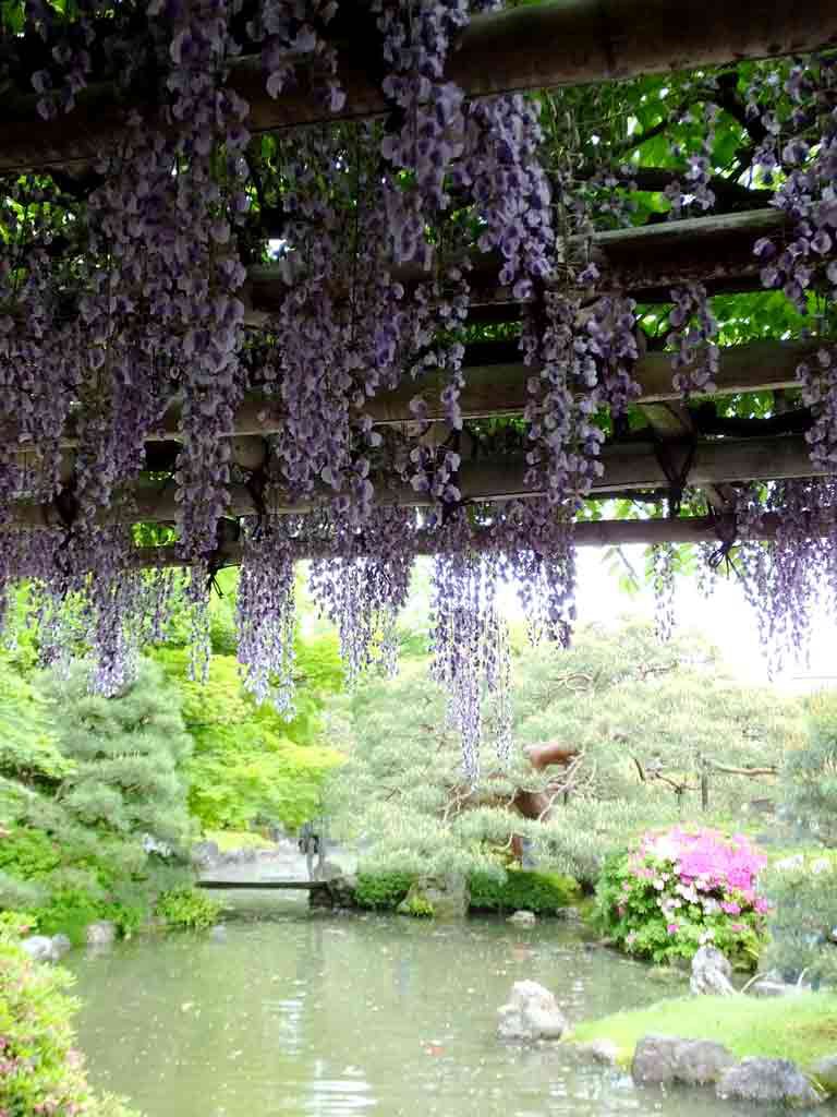 wisteria-flowers-and-a-pond