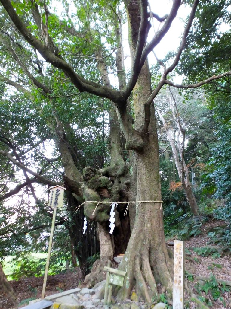 the old tree in Kora Shrine