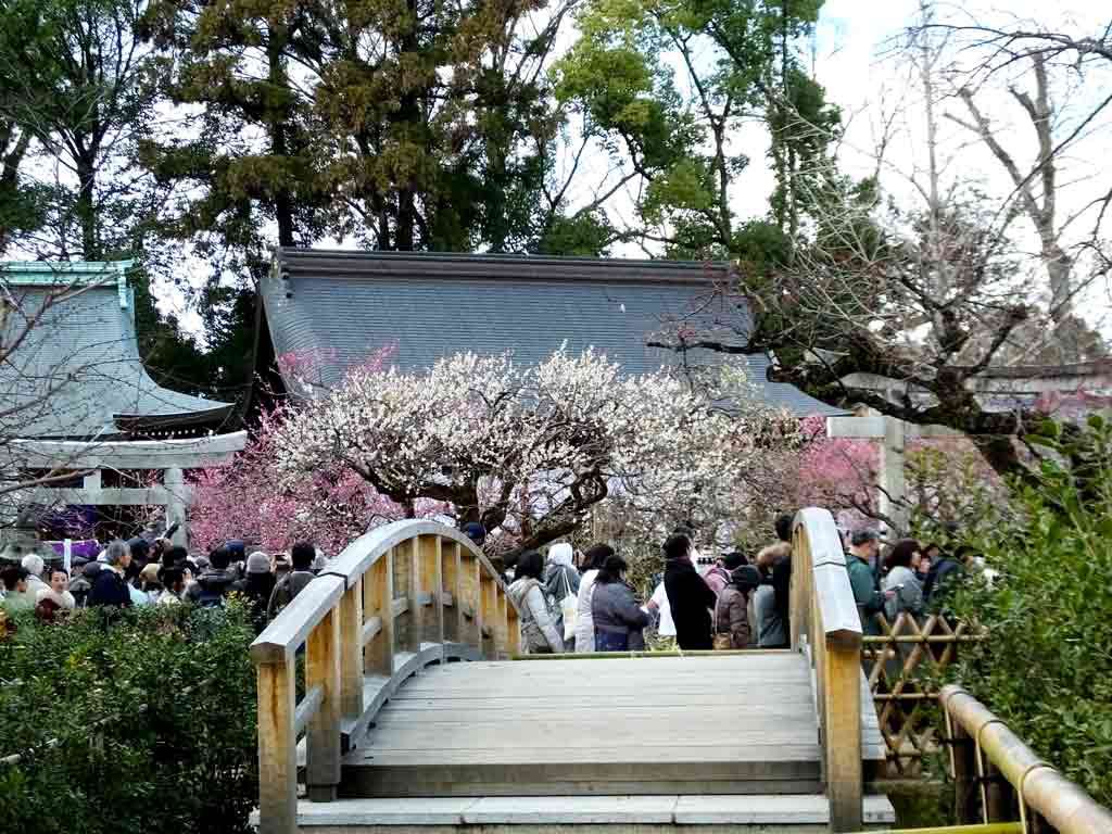 ume-blossoms-I-saw-while-waiting2