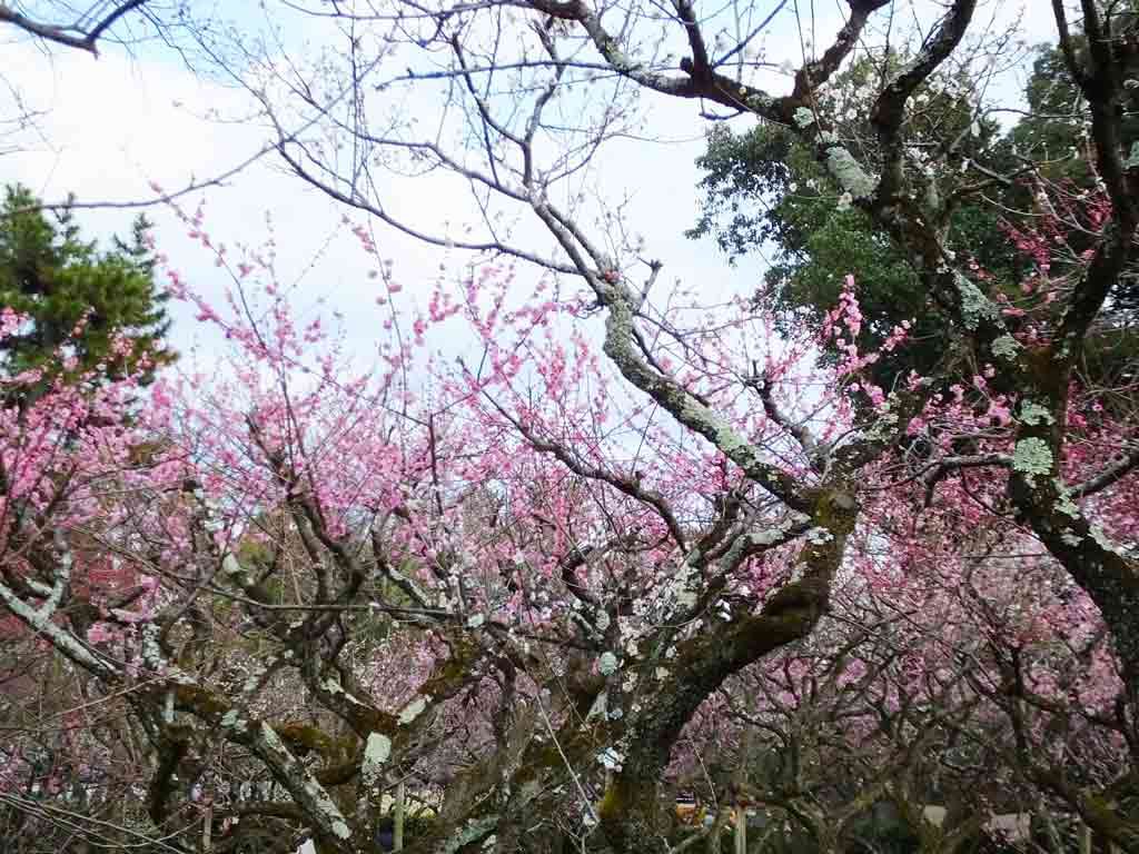 ume-blossoms-and-Uguisu-Bridge