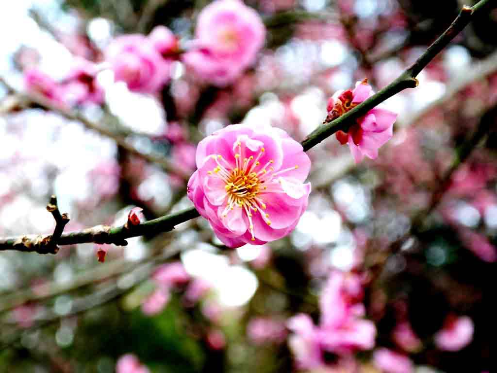 ume-blossoms-in-the-shrine