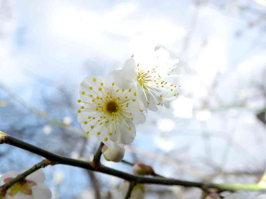 ume-blossoms-in-the-shrine2