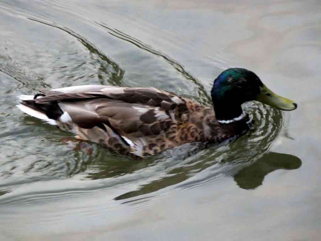 ducks-in-Kamo-River