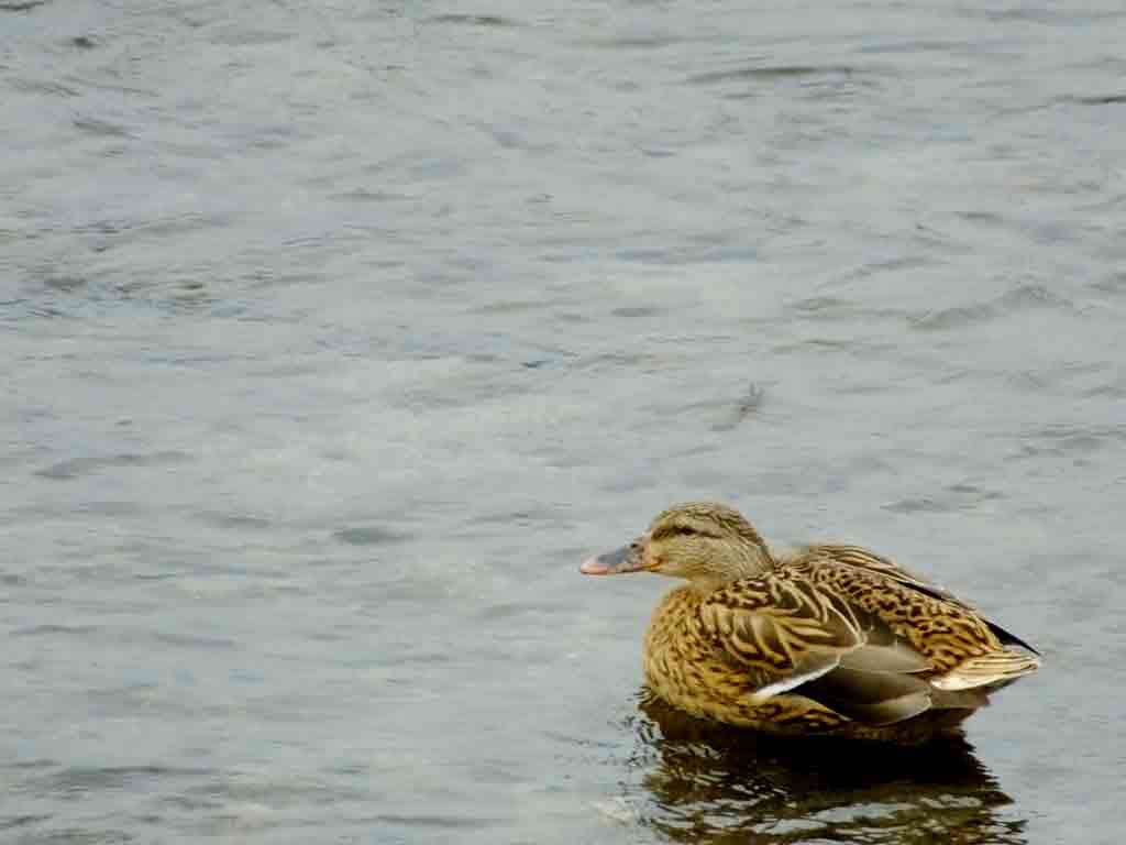 ducks-in-Kamo-River2