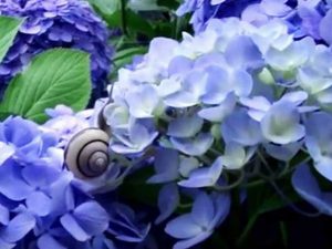 hydrangeas and a snail