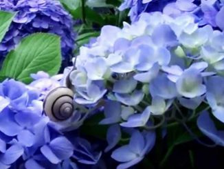 hydrangeas and a snail