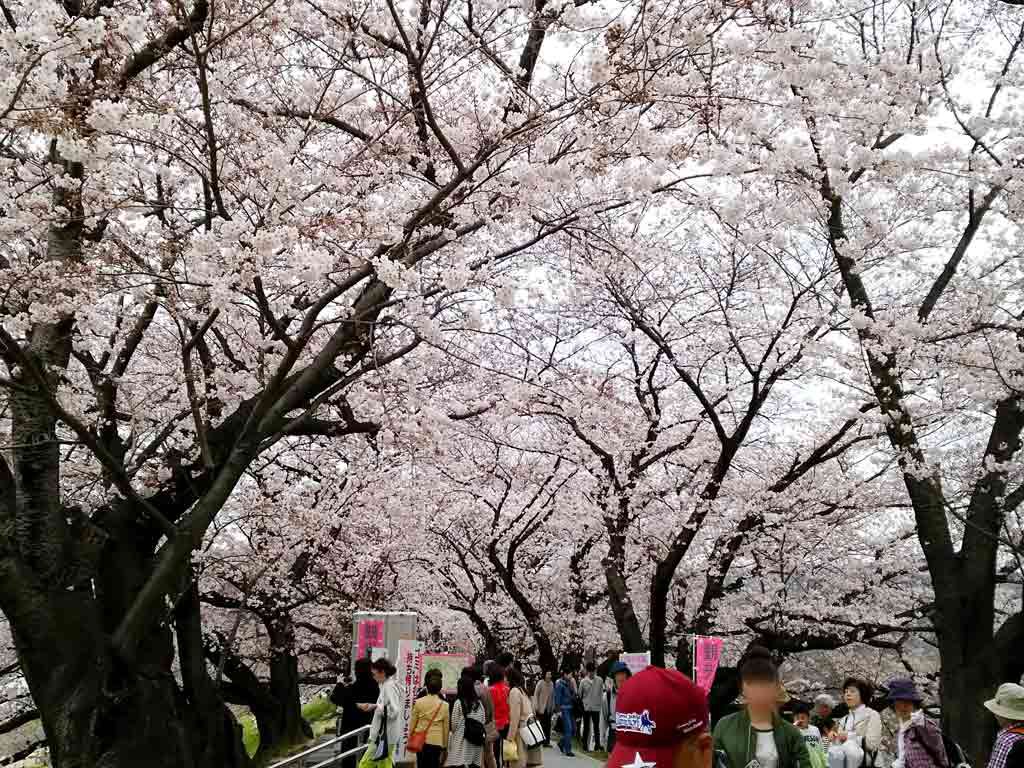 the-cherry-blossom-tunnel-and-the-sight-from-there1-2