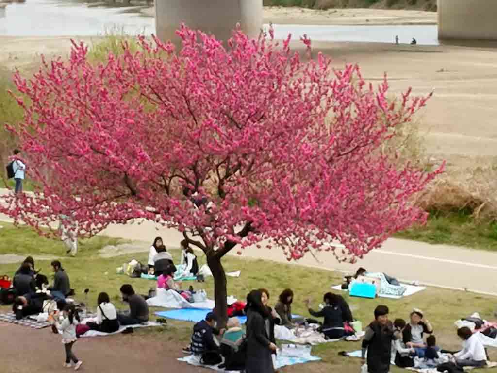 the-cherry-blossom-tunnel-and-the-sight-from-there2-2