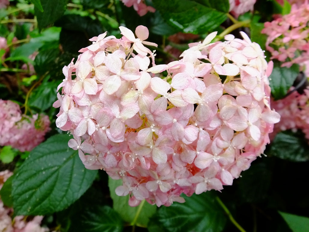 the hydrangea garden and heart-shaped hydrangeas