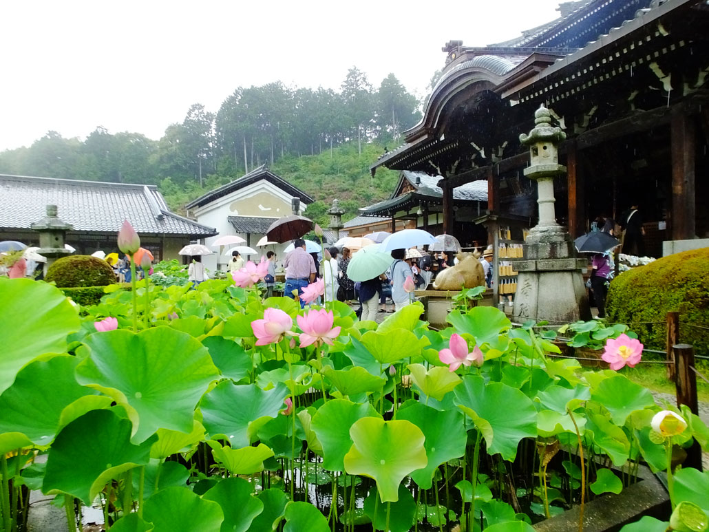 lotus flowers in front of the hondo