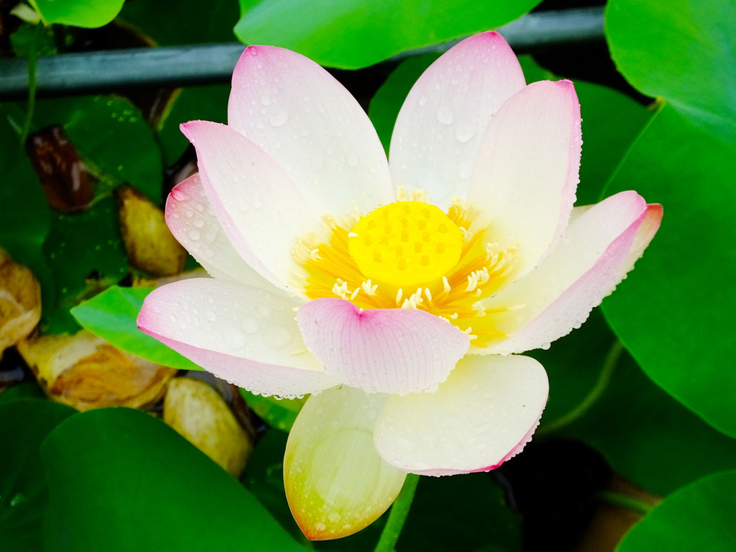 lotus flowers in Mimurotoji Temple  