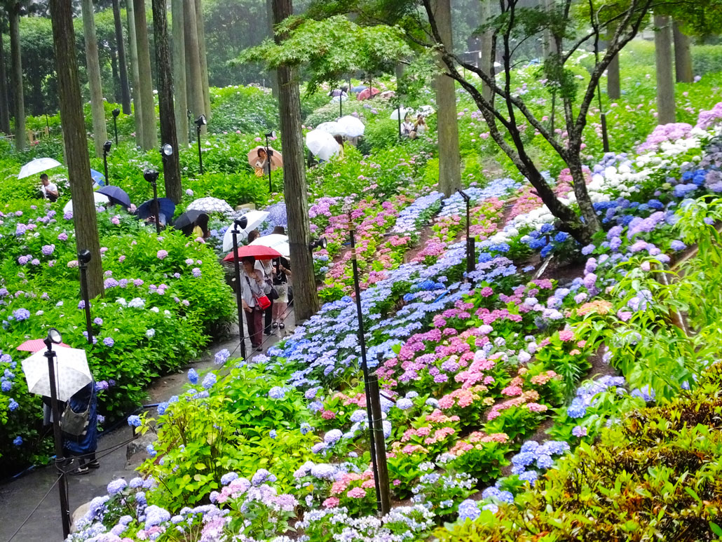 the hydrangea garden