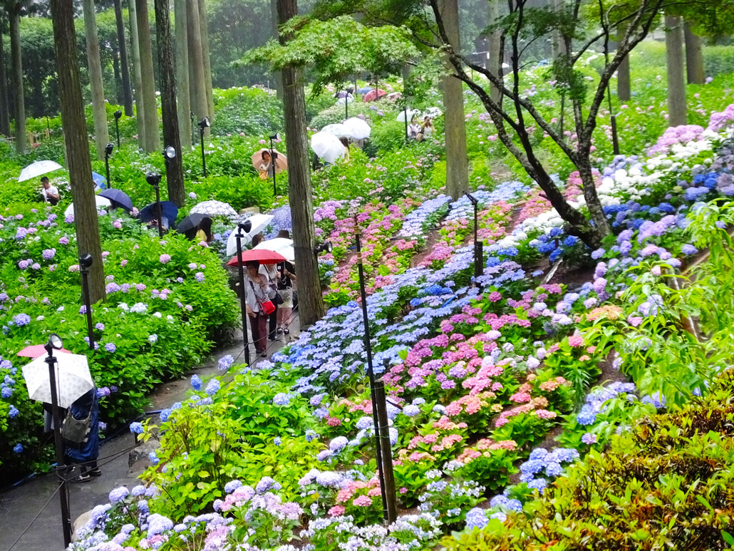 Hydrangeas (Mimurotoji Temple, Uji, Kyoto) - Find Your Japan