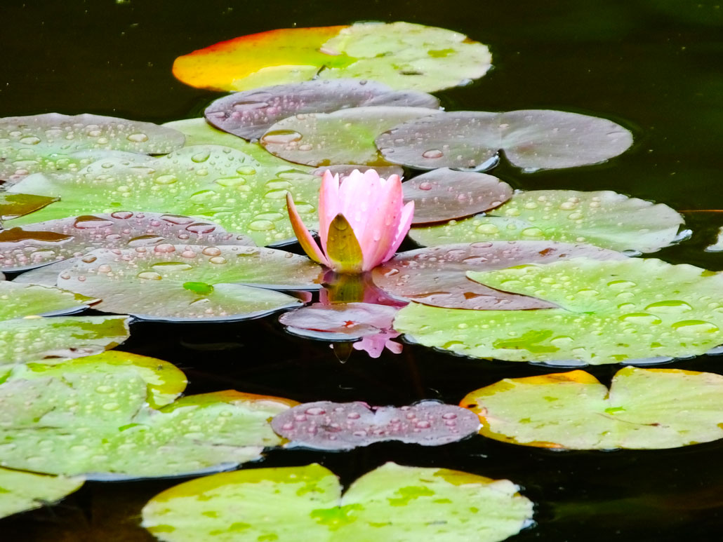 lotus flowers in Mimurotoji Temple  