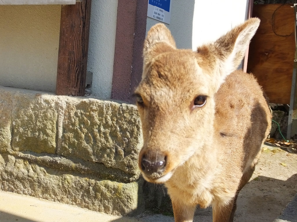 deer on Miyajima