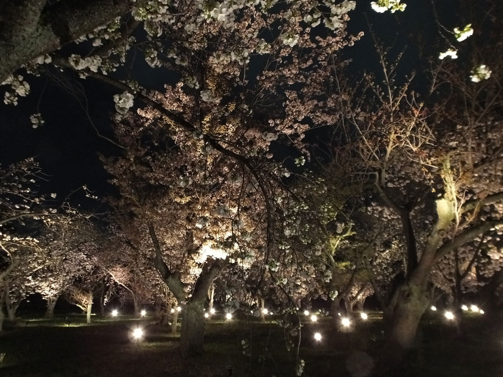 the illumination in Sakura no Sono