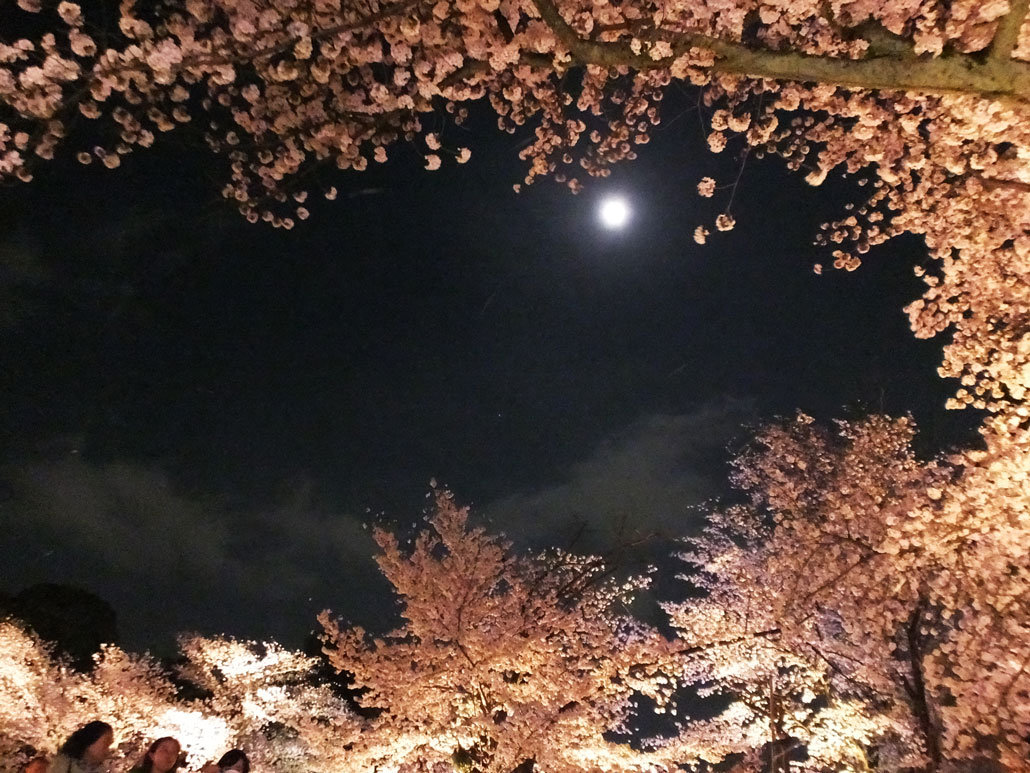 Under the Moonlit Sakura: Nostalgia for a Remarkable Cherry Blossom Night -  Sakuraco