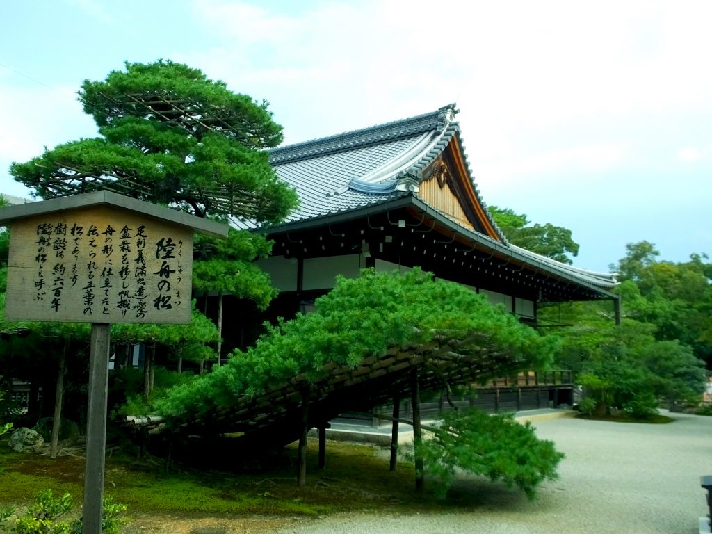 the boat-shaped pine tree